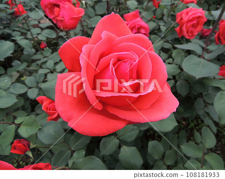 Rose Hiougi 108181933