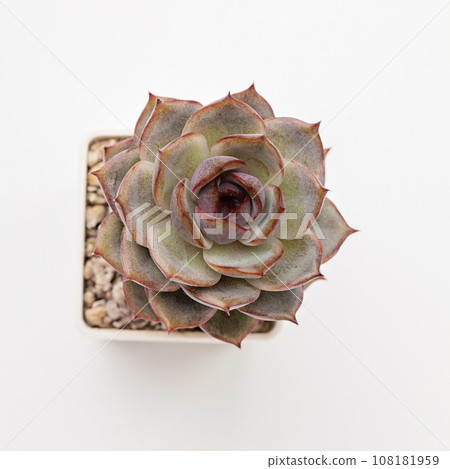 Succulent houseplant Echeveria Mirine in pot, beautiful flower rosette 108181959
