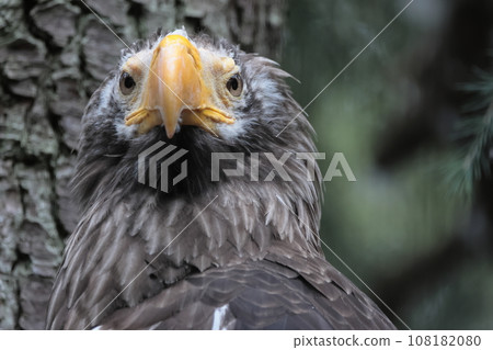 St. Pear St. Pear 108182080