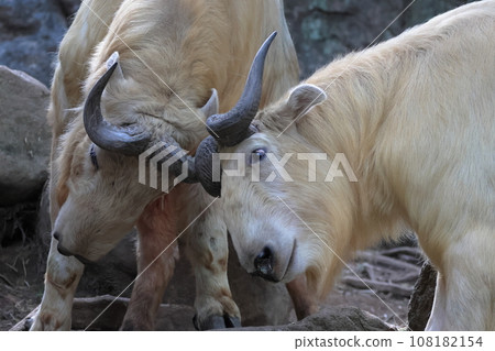 金羚 金羚 108182154