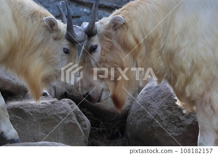 Golden Takin Golden Takin 108182157