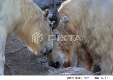 Golden Takin Golden Takin 108182158