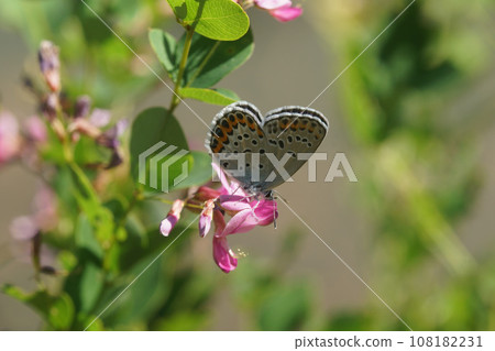 A female of the common corbicula that sucks the nectar of a komatsunagi A female of the common corbicula that sucks the nectar of a komatsunagi 108182231