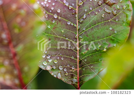 Green red fall season leaf with water drops of morning dew or rain close-up macro plan. Abstract natural fresh background. Autumn rainy sunny morning in a park, forest, woods. Ecology and conservation Green red fall season leaf with water drops of morning dew or rain close-up macro plan. Abstract natural fresh background. Autumn rainy sunny morning in a park, forest, woods. Ecology and conservation 108182323