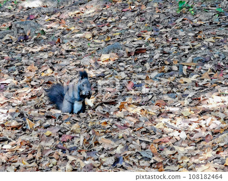Little black cute Squirrel eating nuts on brown dried leaves in Autumn Little black cute Squirrel eating nuts on brown dried leaves in Autumn 108182464