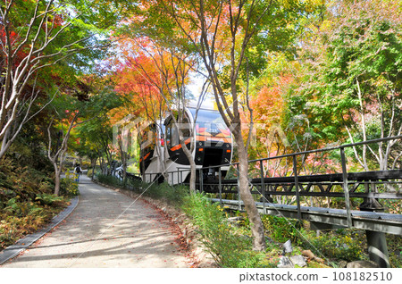 Hwadam Forest Botanic Garden small shuttle train car with maple leaves trees in deep forest with beautiful colourful Autumn foliage trees scenery. There is a tourist walks on the side. Hwadam Forest Botanic Garden small shuttle train car with maple leaves trees in deep forest with beautiful colourful Autumn foliage trees scenery. There is a tourist walks on the side. 108182510