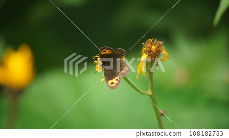 Benihikage Honshu subspecies that sucks the nectar of Malvada kebuki 108182783