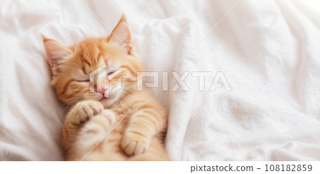 Cute ginger cat sleeping 108182859