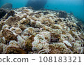 bleaching phenomenon sea anemone 108183321