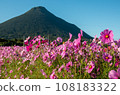 Cosmos and Kaidomiyake 108183322