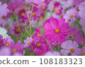 Morning cosmos 108183323
