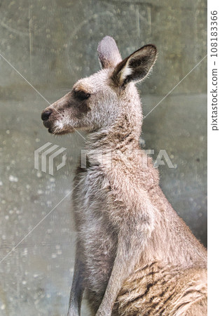 Profile of Okangaroo Profile of Okangaroo 108183366
