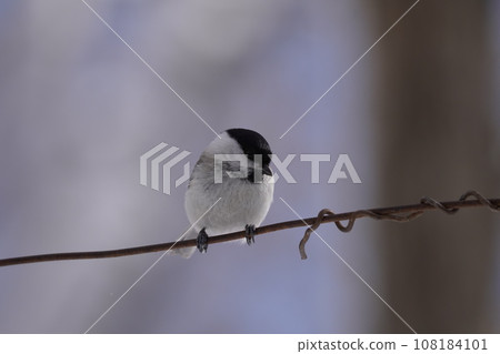 Marsh Tit Parus palustris 108184101