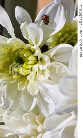 Bouquet of white chrysanthemums. There are drops of water and jewelry on the petals. Can be used for cards Bouquet of white chrysanthemums. There are drops of water and jewelry on the petals. Can be used for cards 108184918