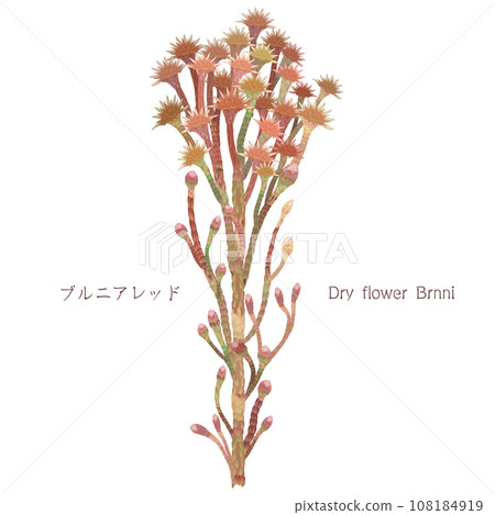 Brunia Brunia 紅色乾燥花 108184919