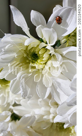 Bouquet of white chrysanthemums. There are drops of water and jewelry on the petals. Can be used for cards Bouquet of white chrysanthemums. There are drops of water and jewelry on the petals. Can be used for cards 108184920