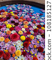 Dahlia pool at Sera Kogen Farm, Hiroshima 108185127