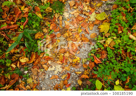 Fallen leaf path/Hokkagaura promenade 108185190