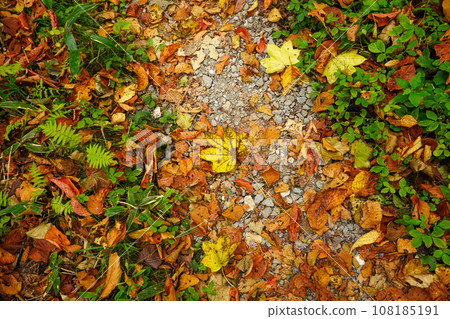Fallen leaf path/Hokkagaura promenade 108185191