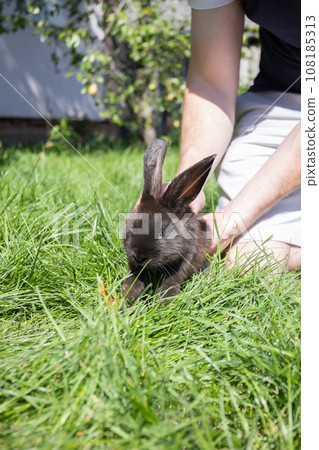 Man putting black small rabbit on the green grass in the garden. Closeup. Man putting black small rabbit on the green grass in the garden. Closeup. 108185313