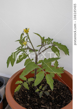 Young tomato plant growing in my garden Young tomato plant growing in my garden 108185485