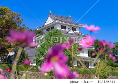 朝日城和盛開的波斯菊<愛知縣尾張旭市> 108186233