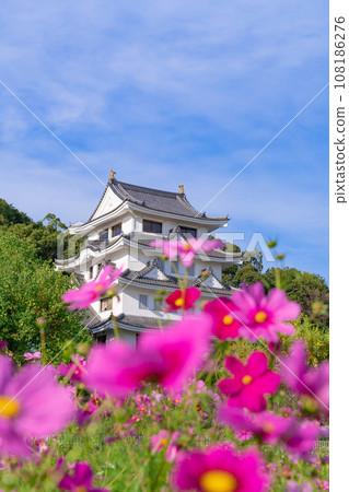 Asahi Castle and cosmos in full bloom <Owariasahi City, Aichi Prefecture> Asahi Castle and cosmos in full bloom <Owariasahi City, Aichi Prefecture> 108186276