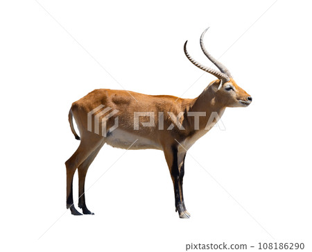 Cobe lechwe, species of antelope Cobe lechwe, species of antelope 108186290