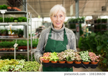 Smiling aged saleswoman carrying tray with colorful potted fittonia Smiling aged saleswoman carrying tray with colorful potted fittonia 108186630