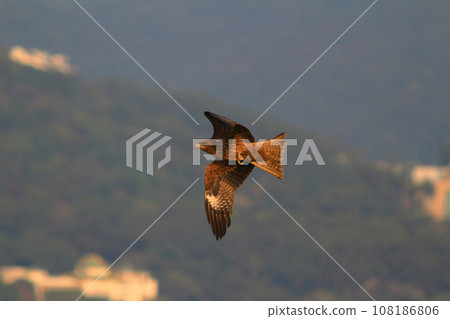 an eagle at sai kung at winter 108186806