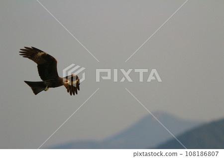 an eagle at sai kung at winter an eagle at sai kung at winter 108186807