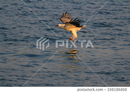 an eagle at sai kung at winter an eagle at sai kung at winter 108186808