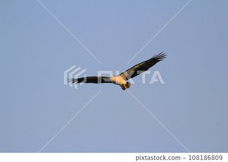 an eagle at sai kung at winter an eagle at sai kung at winter 108186809