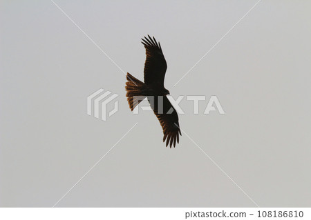 an Sea Eagle at sai kung sea an Sea Eagle at sai kung sea 108186810