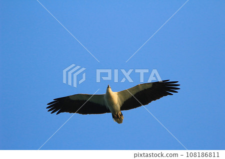 a Sea Eagle at sai kung sea a Sea Eagle at sai kung sea 108186811