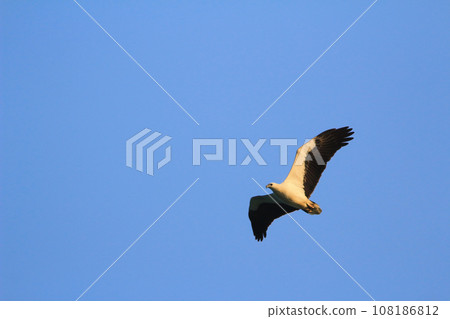 a Sea Eagle at sai kung sea a Sea Eagle at sai kung sea 108186812