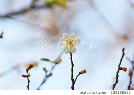 a Plum blossom or Chinese plum flower, 108186821
