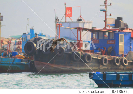 Jan 18 2015 the boat at Sai Kung is a typhoon shelter 108186833