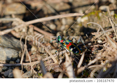 Metallic shiny beetle Carabidae 108187470
