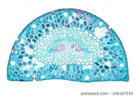 Pine leaf, cross section, 20X light micrograph. Pine tree needle under the microscope. Epidermis cells, cuticle, mesophyll, resin canals, central oval with vascular cylinder surrounded by endodermis. 108187539