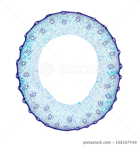 Wheat stem, cross section, 8X light micrograph. Blue stained stem of Triticum under a light microscope, a grass widely cultivated for its seed, a cereal grain that is a worldwide staple food. Photo. Wheat stem, cross section, 8X light micrograph. Blue stained stem of Triticum under a light microscope, a grass widely cultivated for its seed, a cereal grain that is a worldwide staple food. Photo. 108187540