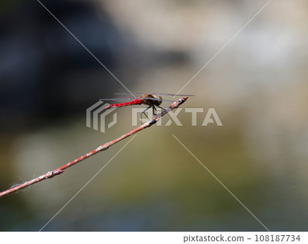 紅蜻蜓棲息在枯葉上 108187734