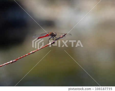 紅蜻蜓棲息在枯葉上 108187735