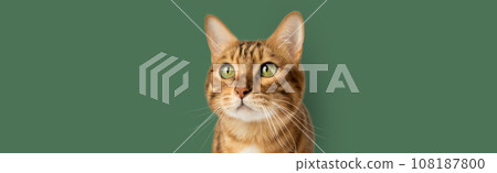 The face of a Bengal red cat against the background of a wall. 108187800