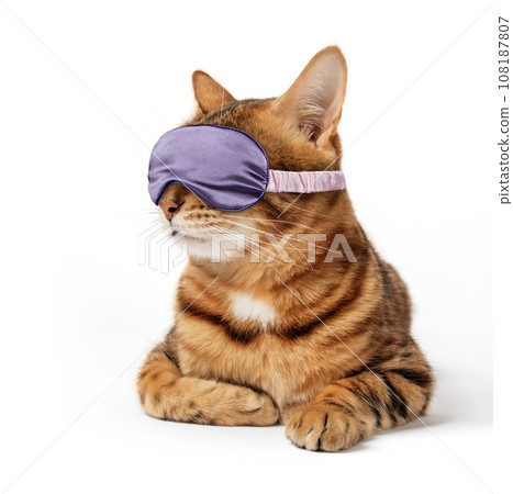 Bengal cat wearing an eye mask, sleep bandage on a white background. 108187807