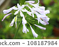 花 108187984