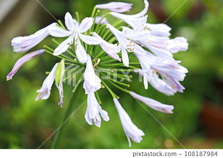 花 花 108187984