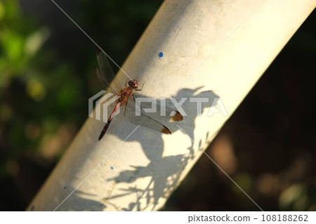 秋天，蜻蜓停在電線桿上 108188262