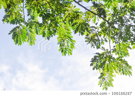 Rain tree or Samanea saman, LEGUMINOSAE MIMOSOIDEAE Rain tree or Samanea saman, LEGUMINOSAE MIMOSOIDEAE 108188287