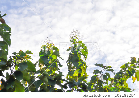 Tectona grandis, Teak or LAMIACEAE or teak plant or teak seed teak and flower and sky Tectona grandis, Teak or LAMIACEAE or teak plant or teak seed teak and flower and sky 108188294